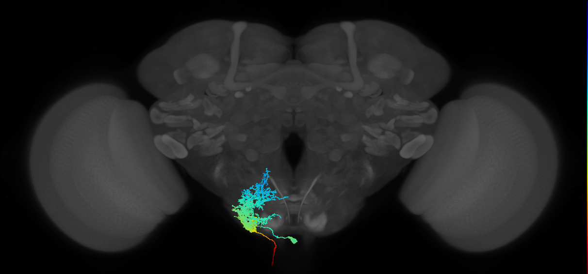 adult bract subesophageal neuron