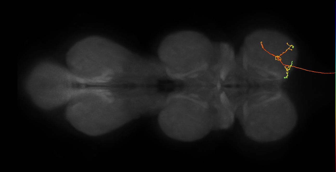 DNge178_R (MaleCNS:21581)
