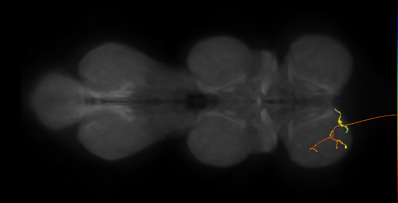 NB6-1 lineage neuron