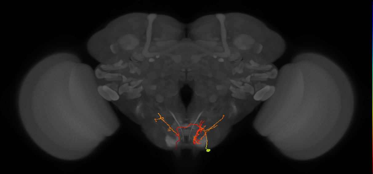 DNge179_R (MaleCNS:37071)