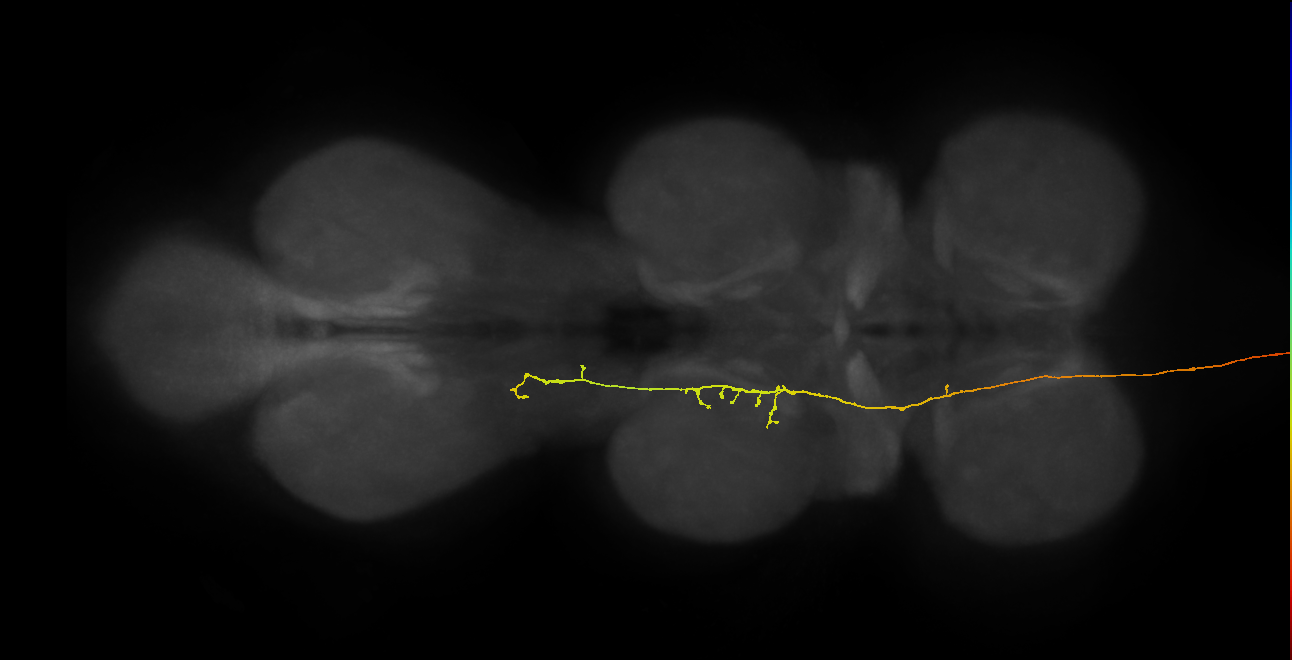 DNge180_R (MaleCNS:27113)