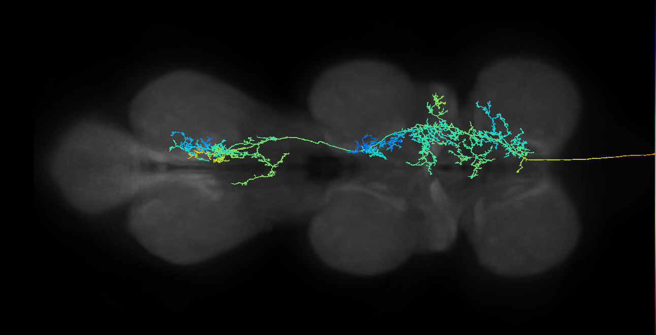 DNge182_R (MaleCNS:34590)