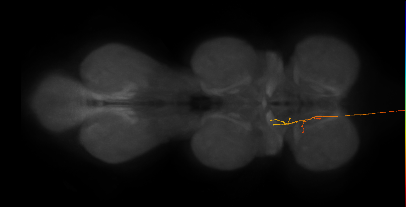 DNge184_R (MaleCNS:15047)