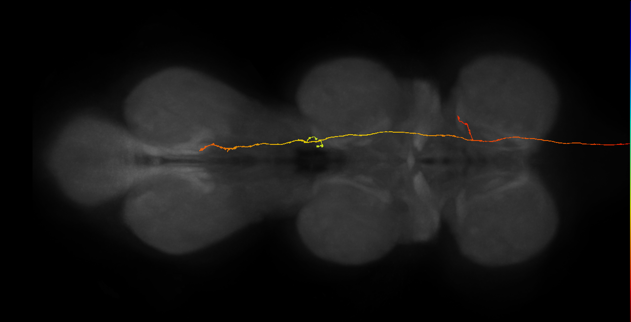 DNp17