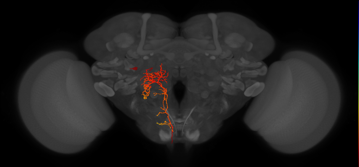 DNp41(hb1344695030)_L (MaleCNS:12762)