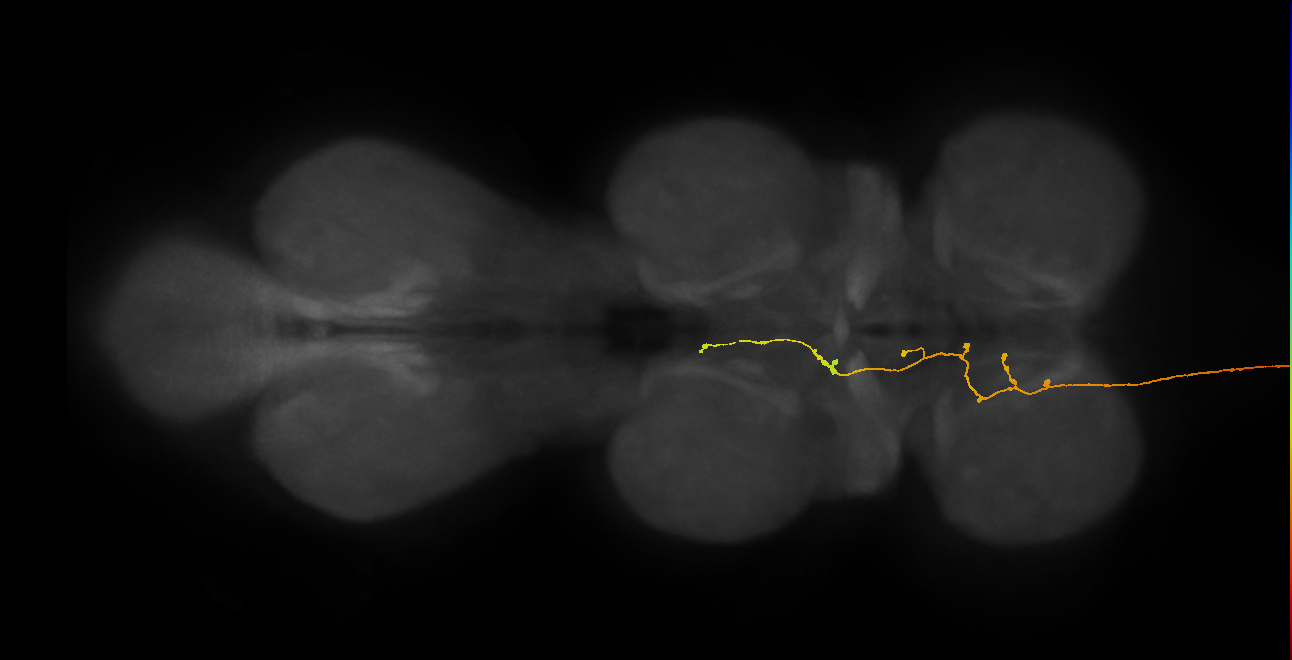 DNpe001(IB111)_L (MaleCNS:10700)