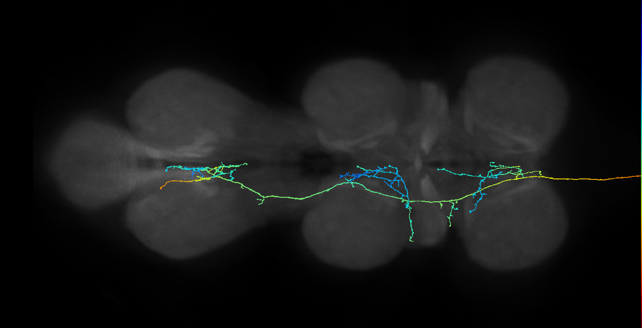 DNpe007(hb1343489608)_L (MaleCNS:11201)