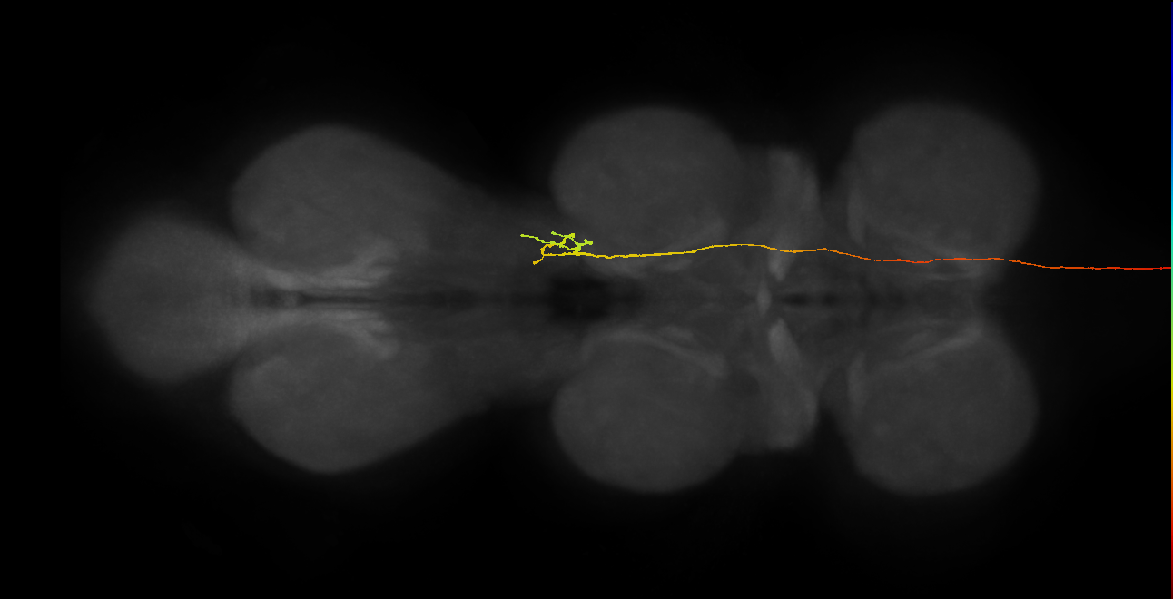 DNpe008(PS225)_R (MaleCNS:39774)