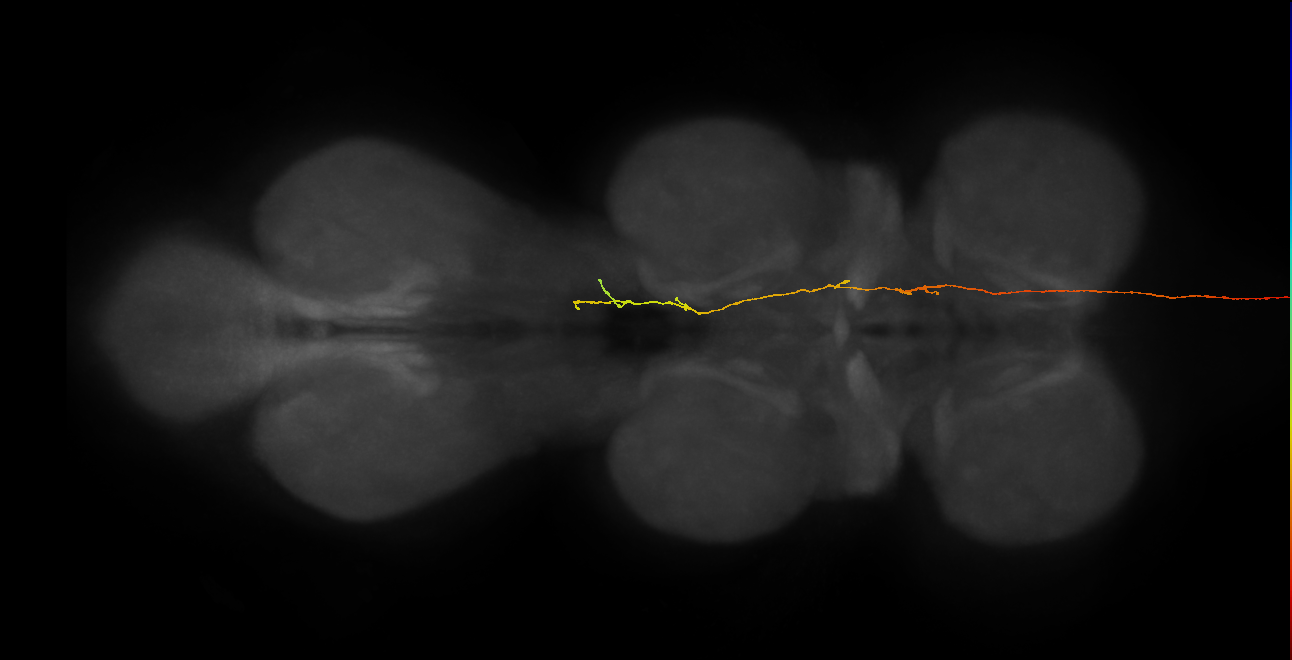 DNpe012_a(DNp16)_R (MaleCNS:16701)
