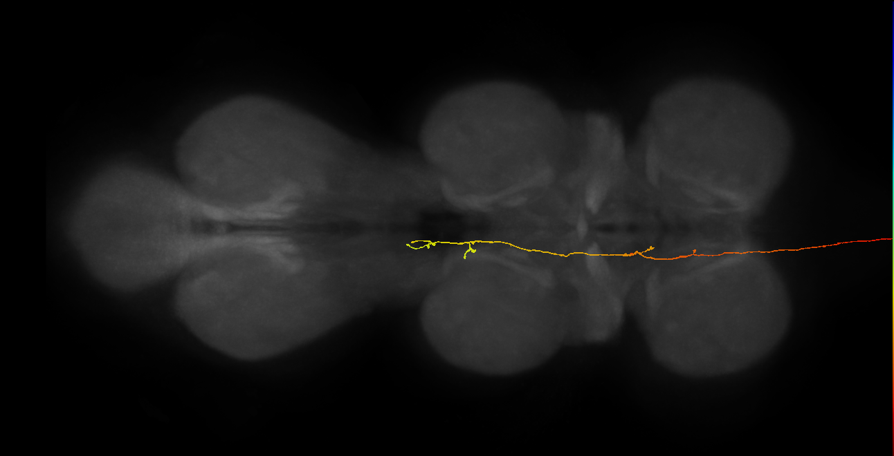 DNpe012_b(PS227)_L (MaleCNS:26672)