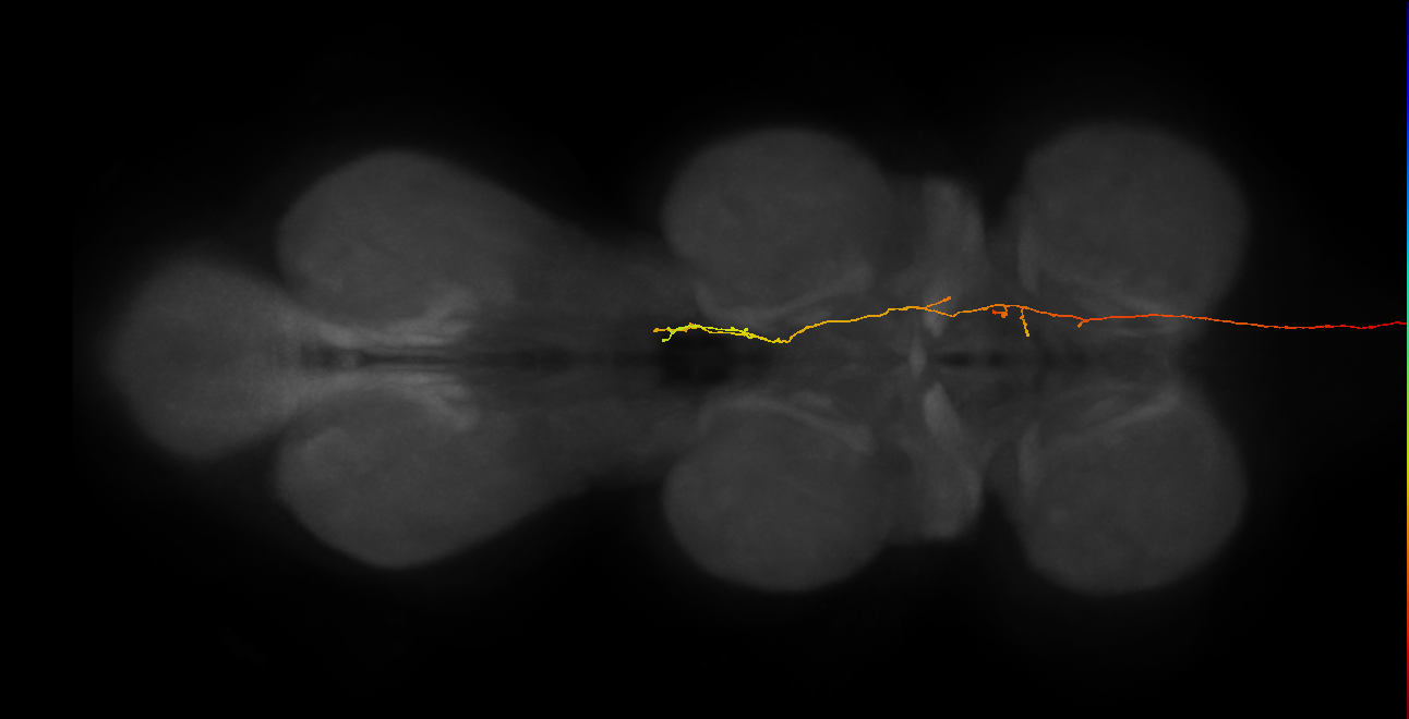 DNpe012_b(DNp16)_R (MaleCNS:24466)