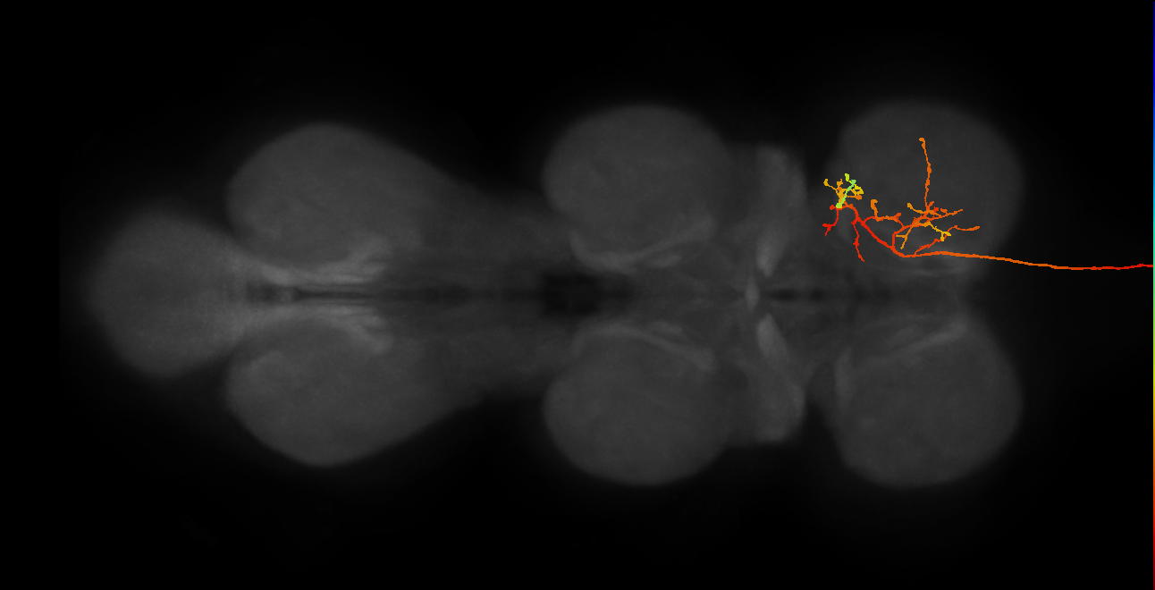 DNpe013(PS168)_L (MaleCNS:10834)
