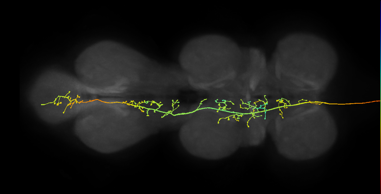 DNpe021(CL307)_L (MaleCNS:11573)