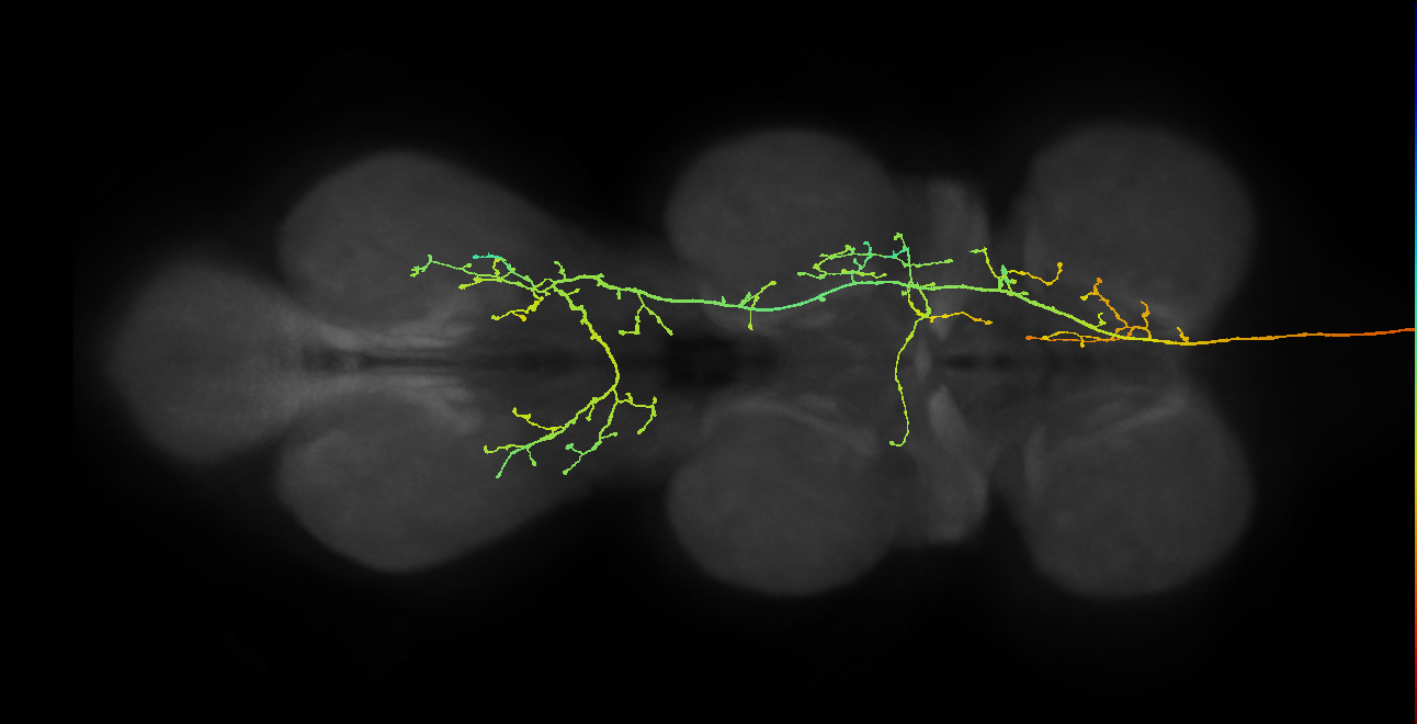 DNpe022(PS271)_R (MaleCNS:11596)