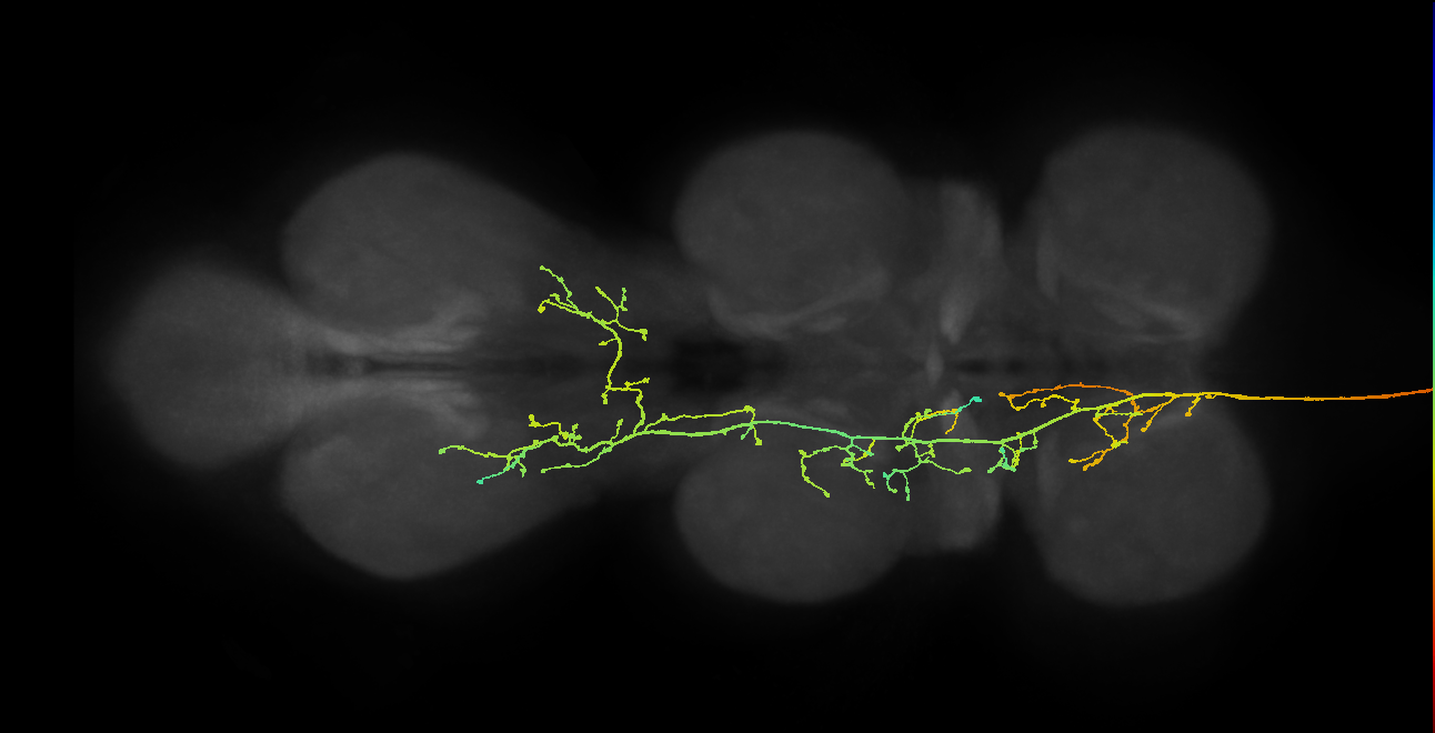 DNpe022(PS271)_L (MaleCNS:531859)