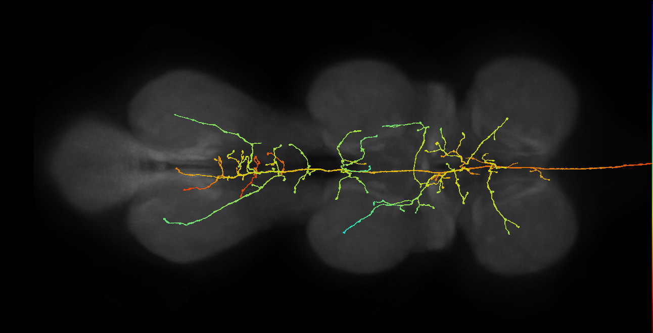 DNpe045(DNp23)_R (MaleCNS:11334)