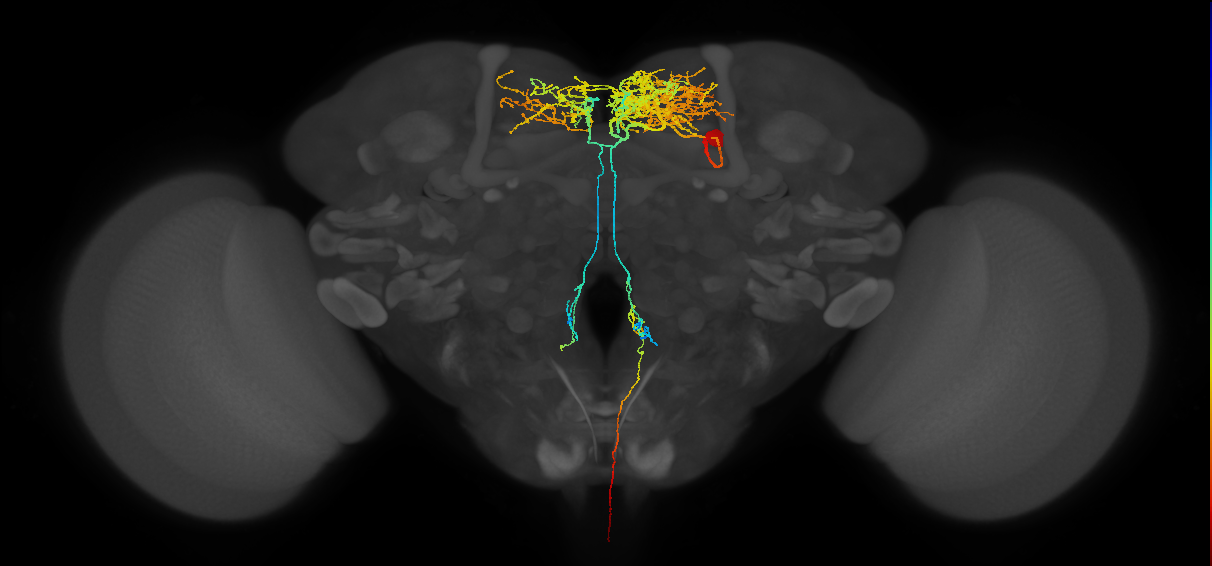 CCAP neuron
