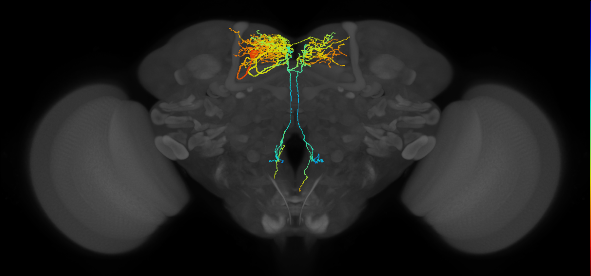 CCAP neuron