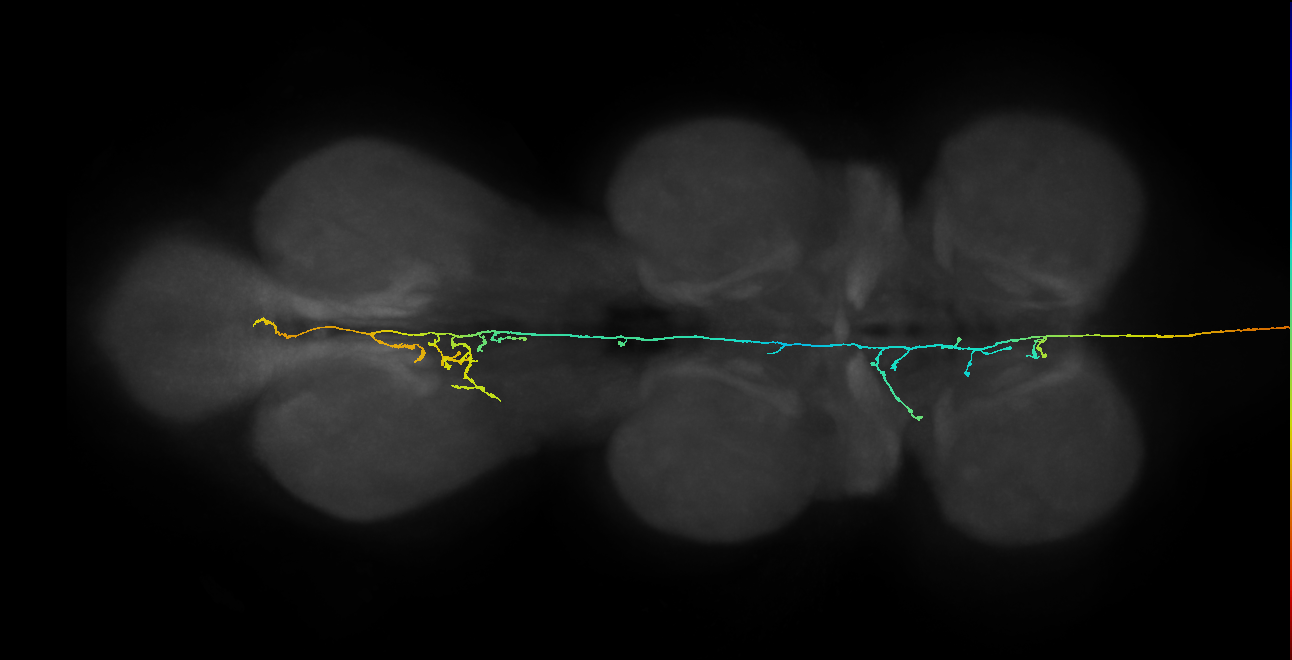 DNpe052(AVLP564)_L (MaleCNS:10590)