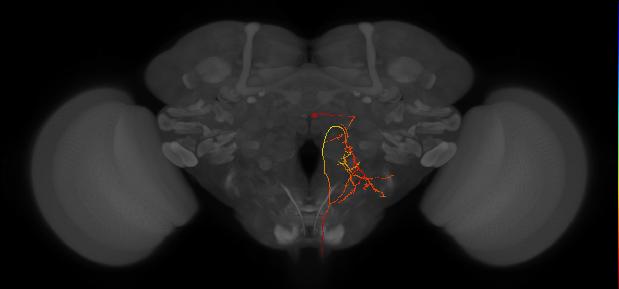 DNpe057(PS226)_R (MaleCNS:37098)