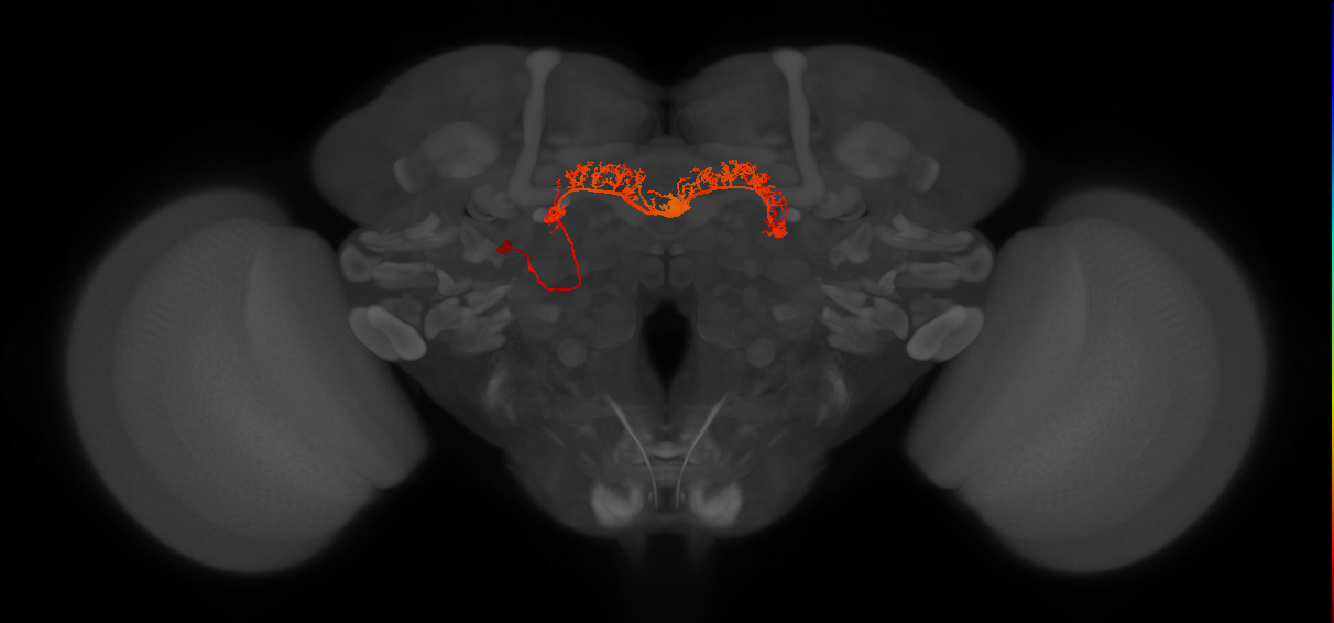 adult intrinsic protocerebral bridge neuron
