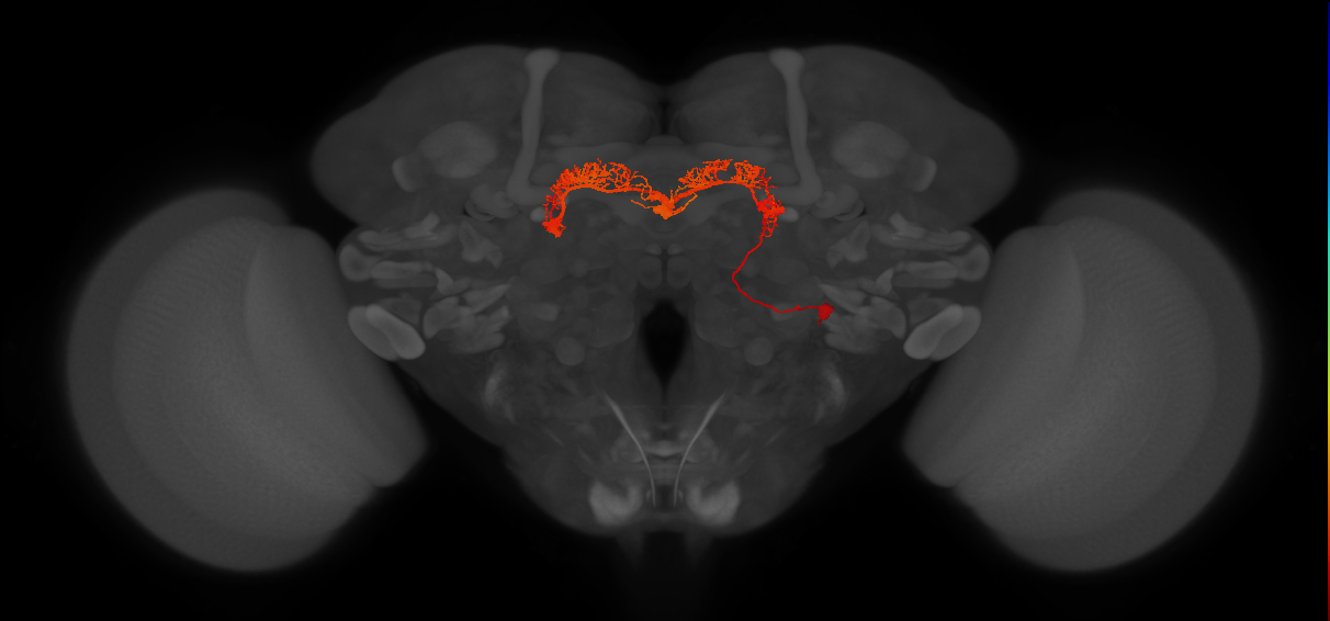adult intrinsic protocerebral bridge neuron