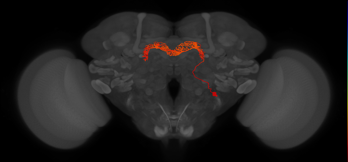 adult intrinsic protocerebral bridge neuron