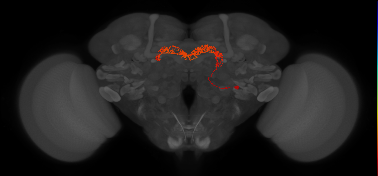 Delta7(PB15)_L2R7_R (MaleCNS:16540)