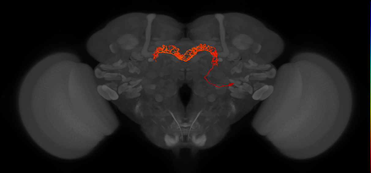 Delta7(PB15)_L2R7_R (MaleCNS:511841)