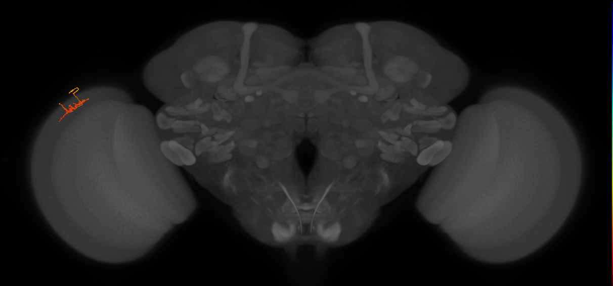 Dm-DRA2_L (MaleCNS:115321)