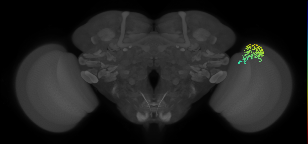 Dm1_R (MaleCNS:25382)