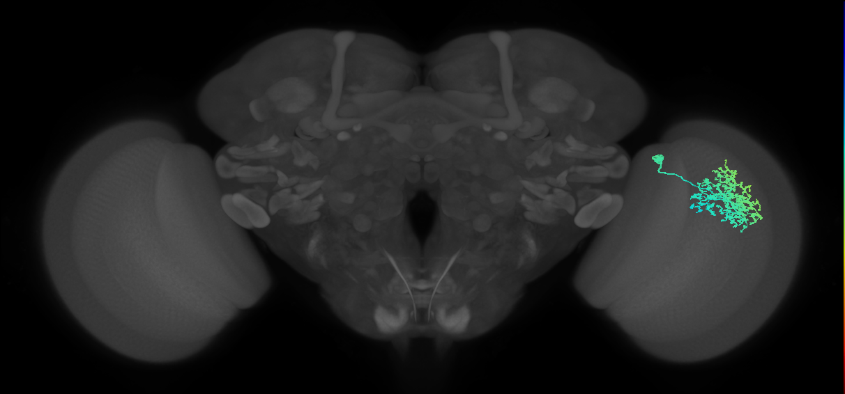Dm1_R (MaleCNS:27538)