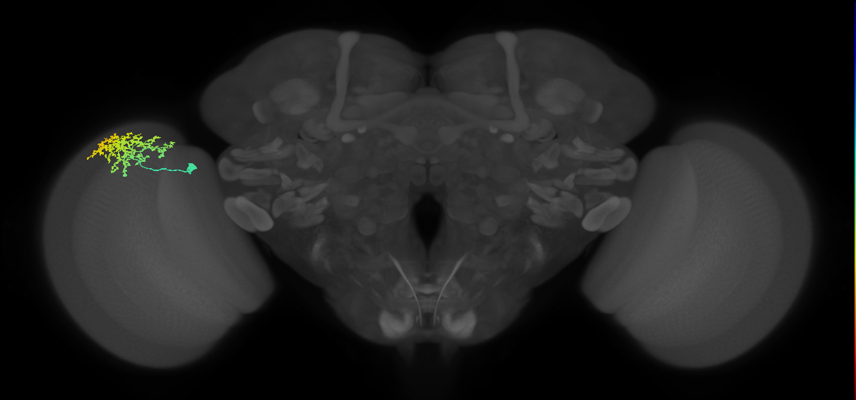Dm1_L (MaleCNS:338369)
