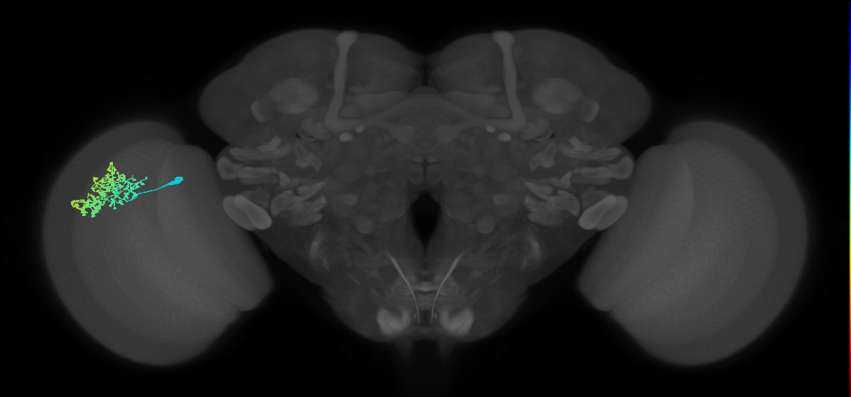 Dm1