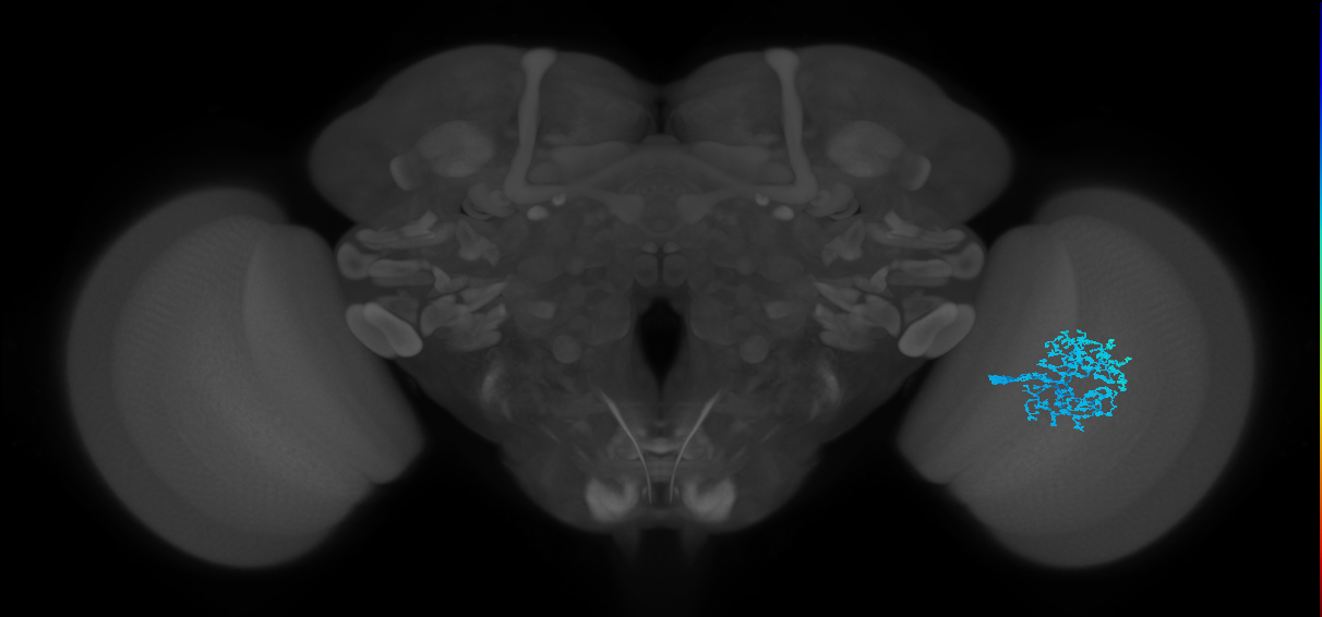 Dm1_R (MaleCNS:29722)