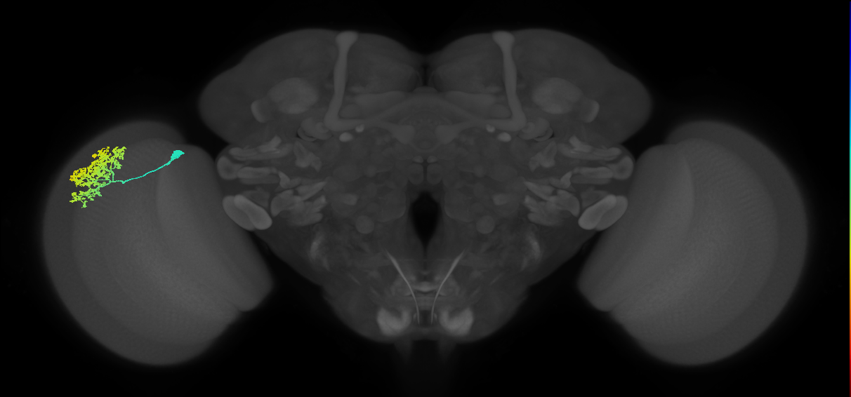 Dm1_L (MaleCNS:569209)