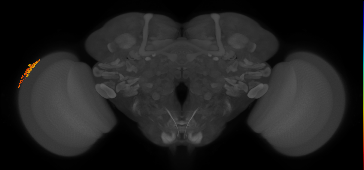 Dm1_L (MaleCNS:42894)