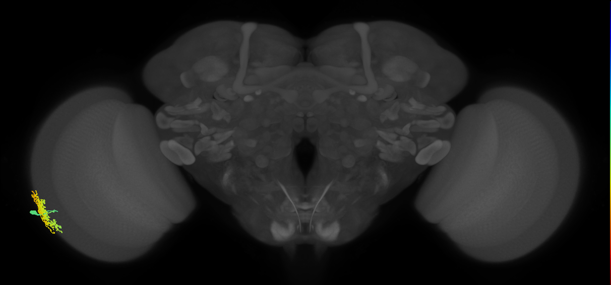 Dm1_L (MaleCNS:47815)