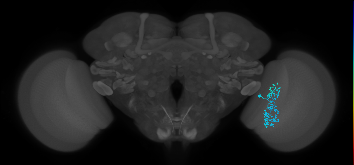 Dm1_R (MaleCNS:547712)