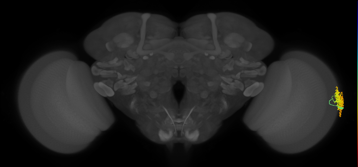 Dm1_R (MaleCNS:25892)