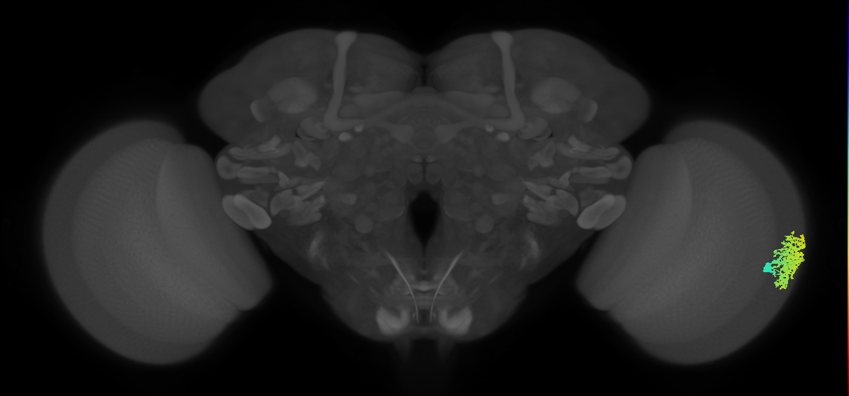 Dm1_R (MaleCNS:23025)