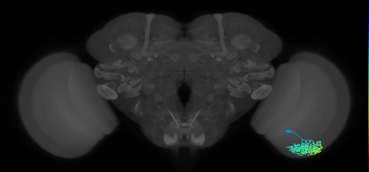 Dm1_R (MaleCNS:20087)