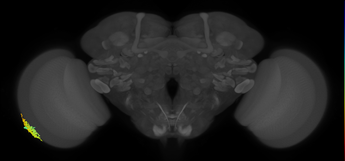 Dm1_L (MaleCNS:49841)