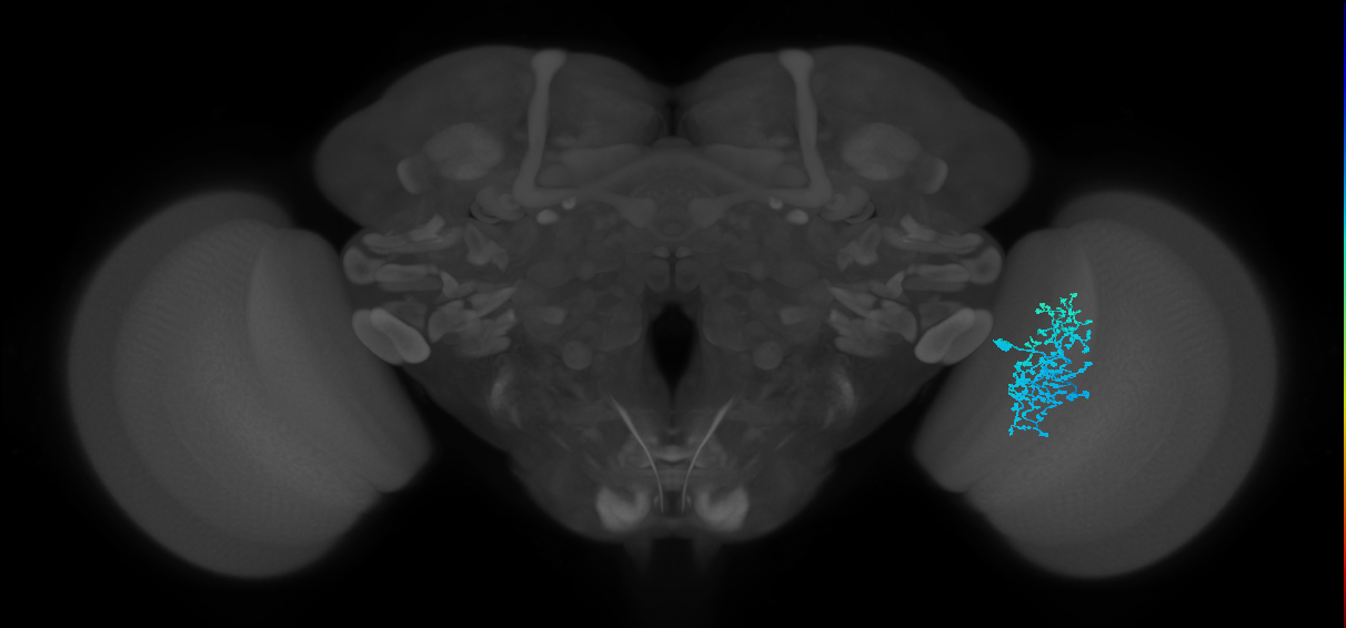 Dm1_R (MaleCNS:28889)