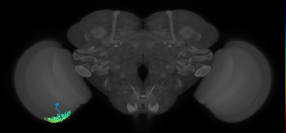 Dm1_L (MaleCNS:46137)