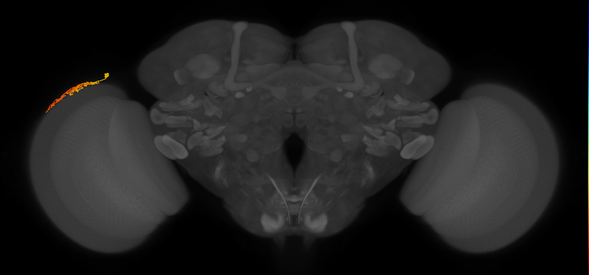 Dm1_L (MaleCNS:121798)