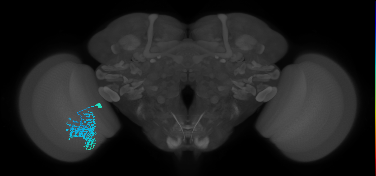 Dm1_L (MaleCNS:24126)