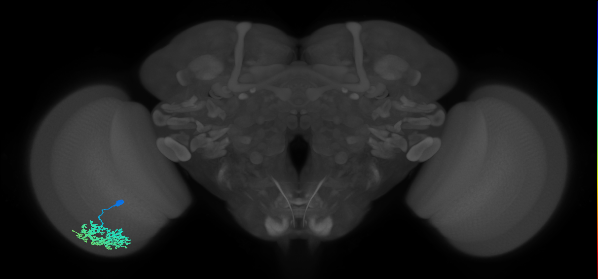 Dm1_L (MaleCNS:24223)