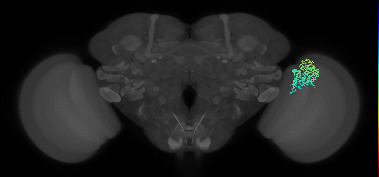Dm1_R (MaleCNS:25330)