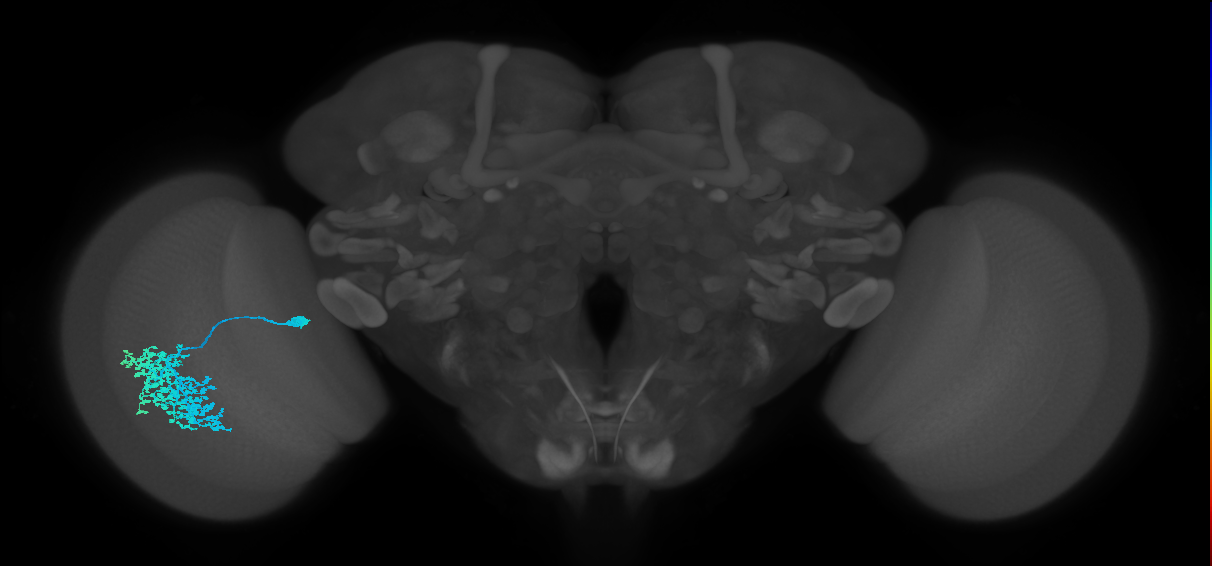 Dm1_L (MaleCNS:522330)